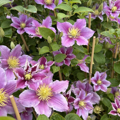 Clematis