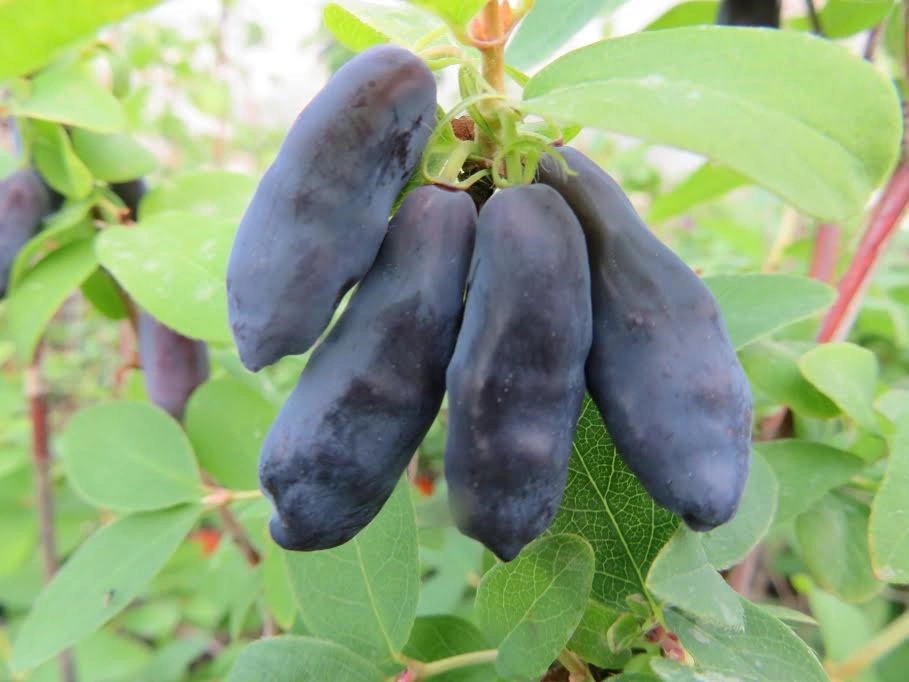 Камчатска боровинка „Blue Banana“ — едри удължени сини плодове