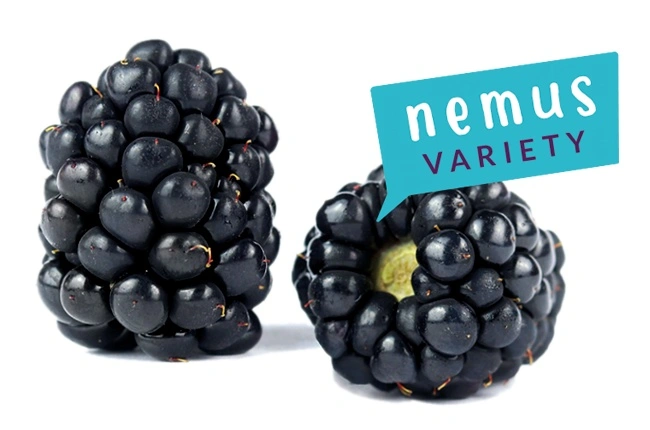 Къпина „Nemus“ — черни плодове на продуктивен храст