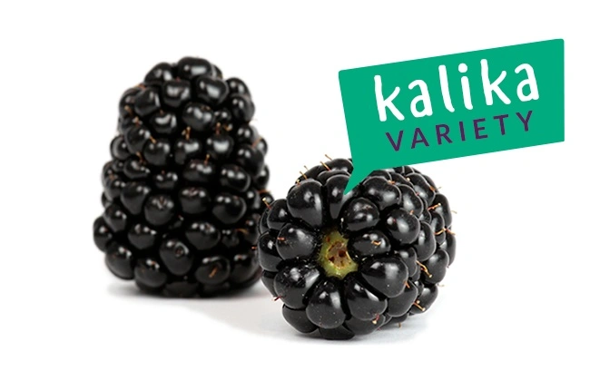 Къпина „Kalika“ — лъскави черни плодове без бодли