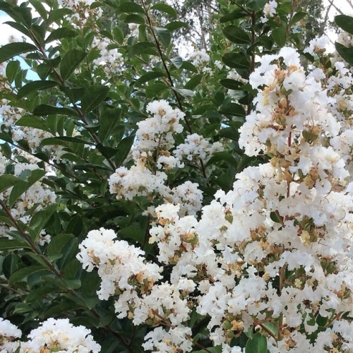 Индийски люляк „Acoma“ — бели съцветия на полунисък разклонен храст