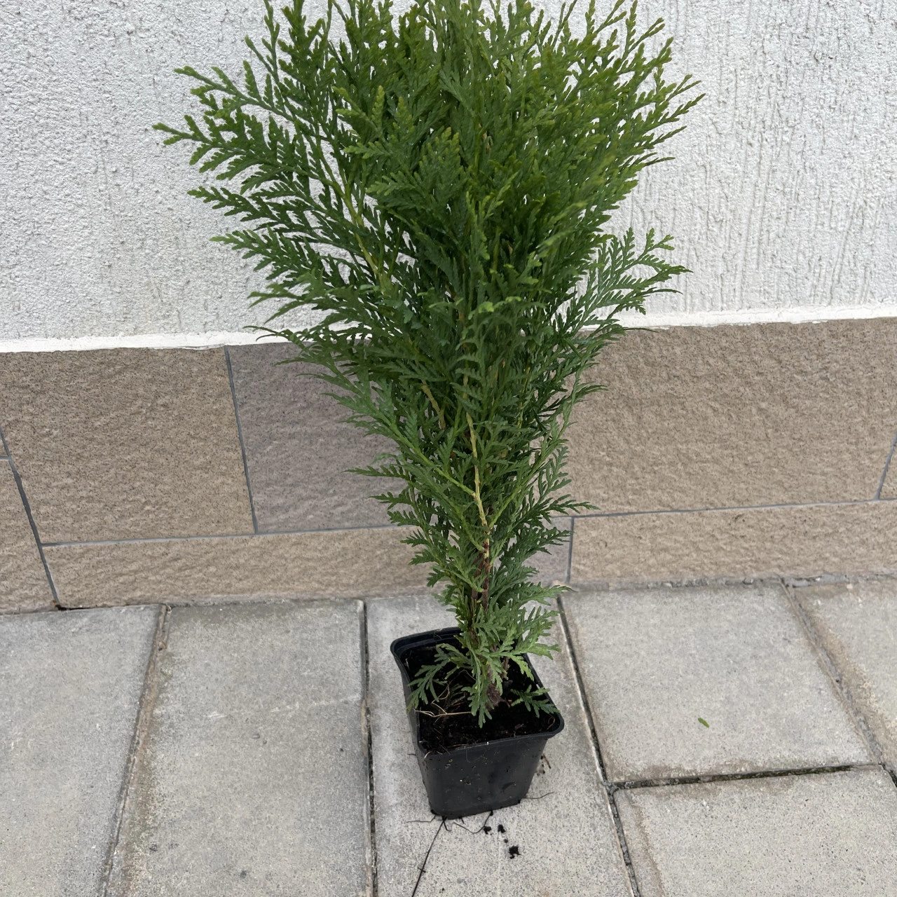 Туя „Woodwardii“ — закръглено зелено кълбо