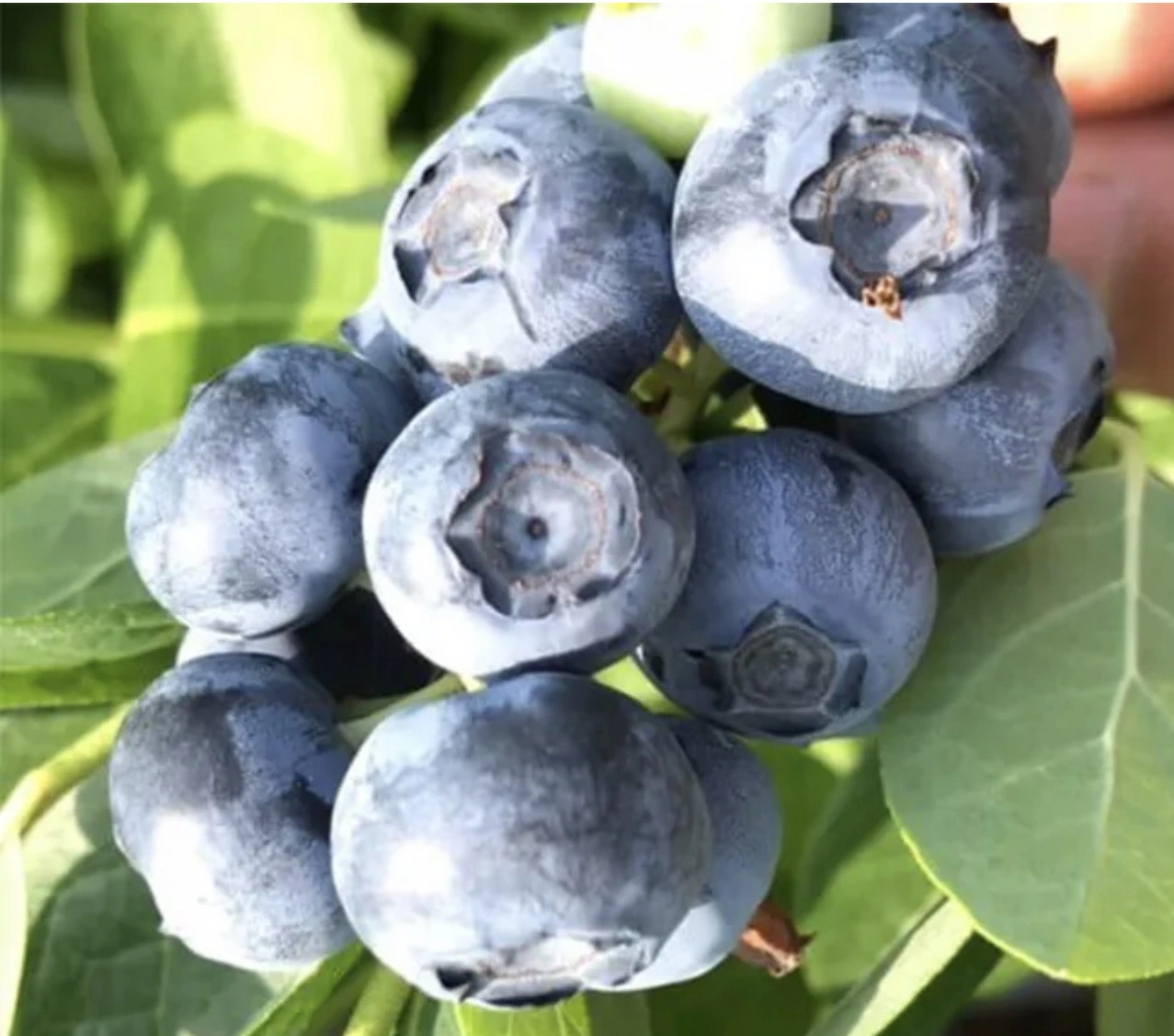 Боровинка „HortBlue Petite“ — компактен храст със сини плодове