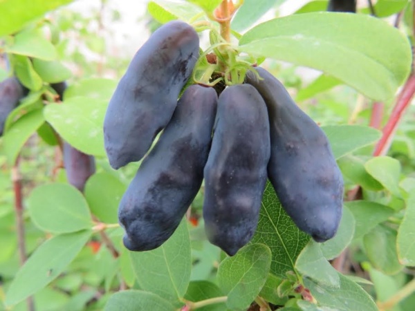 Камчатска боровинка сорт "Blue banana"