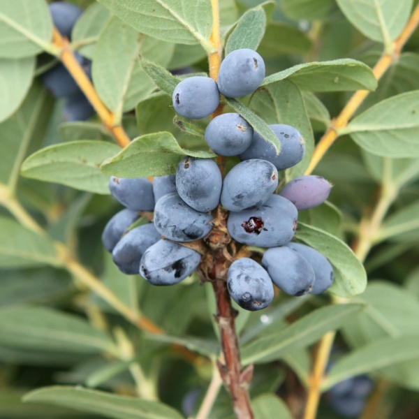 Камчатска боровинка сорт "Blue Moon" (Lonicera caerulea 'Blue Moon')