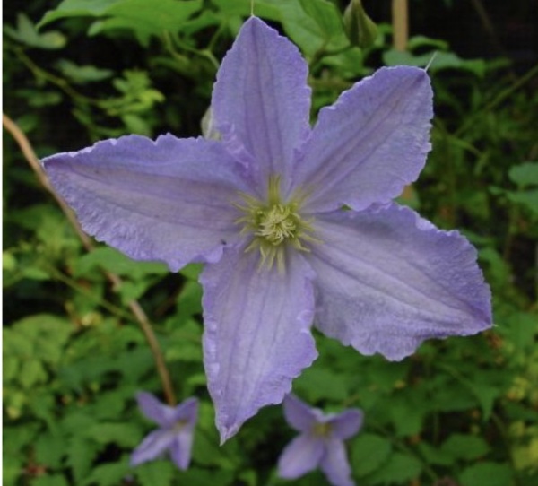 Клематис сорт “Blue Angel”