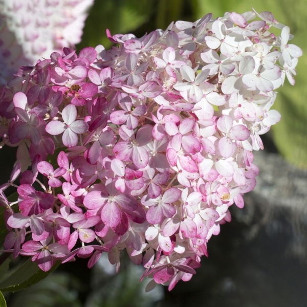 Хортензия paniculata "Pink Diamond"