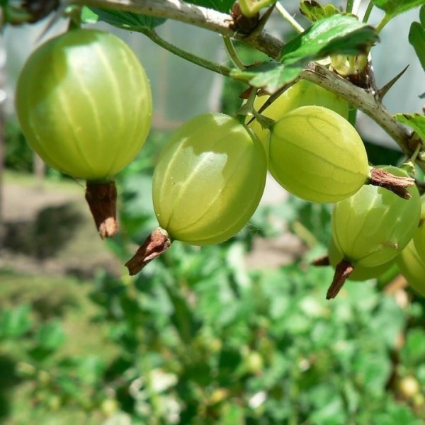 Цариградско Грозде сорт "Hinnonmaeki Green“"