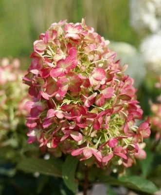 Hydrangea paniculata 'Graffiti'