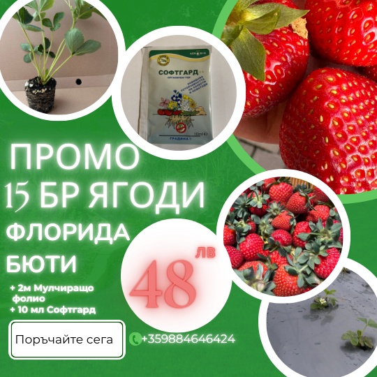 Промо 15бр. Ягоди сорт „Флорида Бюти“ + 2м. Мулчиращо фолио + 10мл. Софтгард