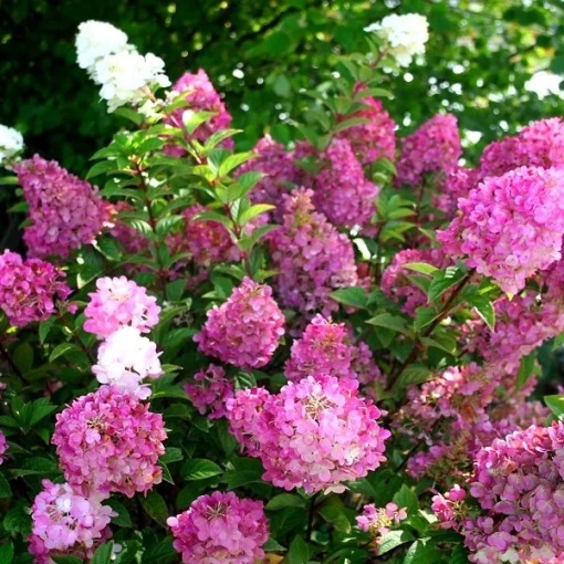 Хортензия paniculata „Sundae Fraise“ - Img 2