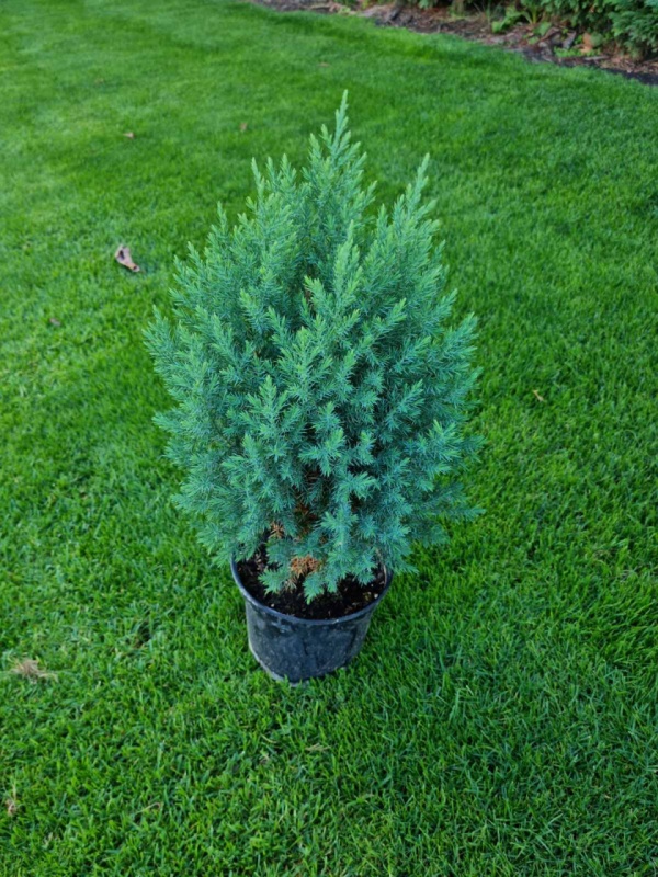 Юниперус Стрикта (Juniperus chinensis Stricta)