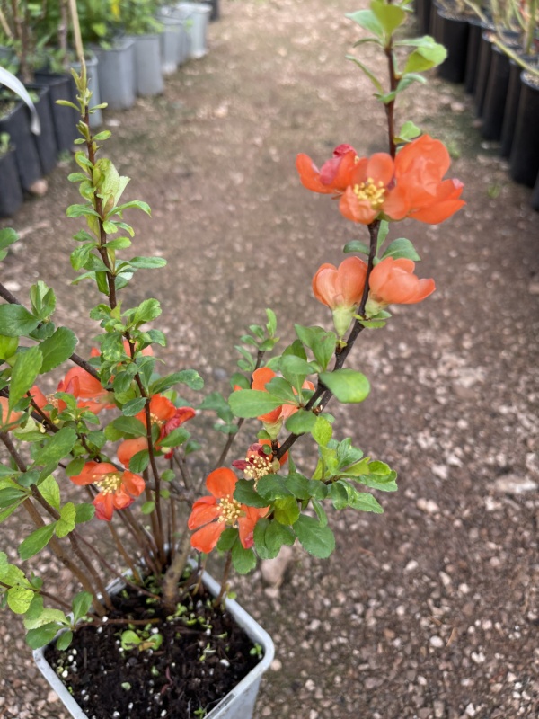 Японска дюля Цидо(Chaenomeles japonica 'CIDO')
