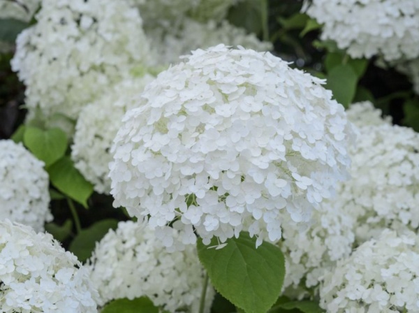 Hydrangea varietatea Arborescens Annabelle
