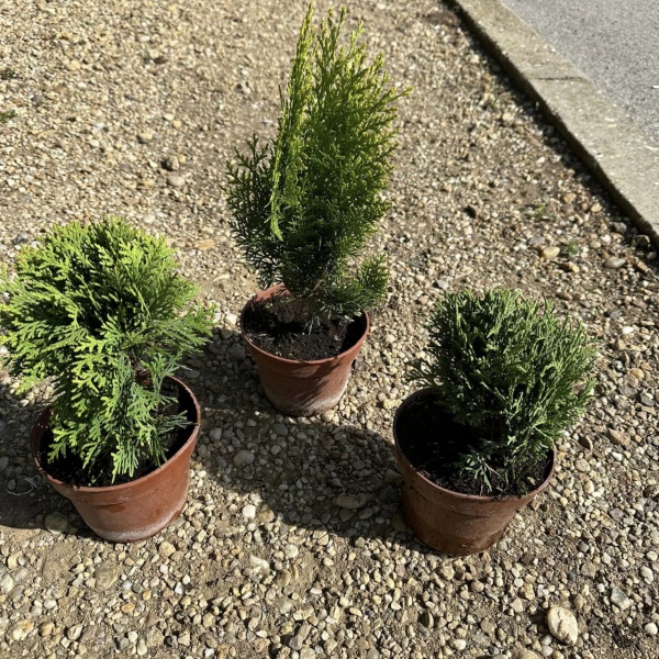 Pachet Conifere (Thuja "Danica" ➕ Thuja "Aurea Nana" ➕Tuja "Tin Tin"!