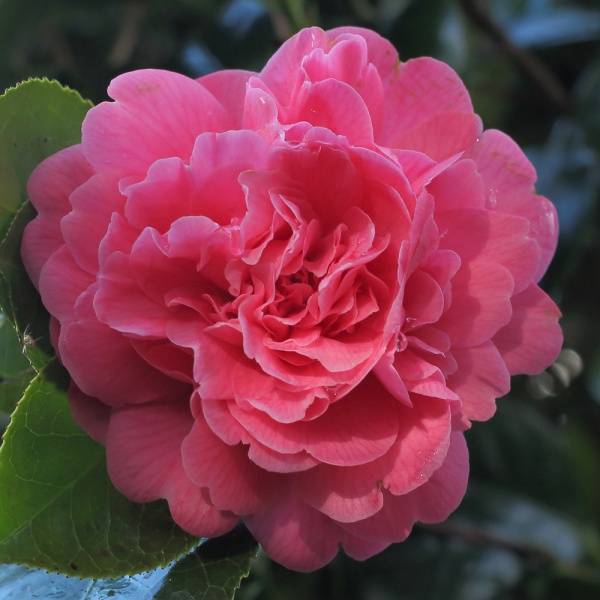 Камелия japonica 'Triumphans'