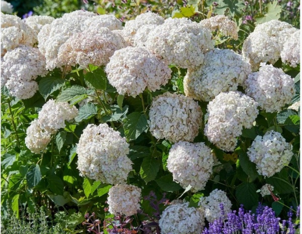 Хортензия arborescens "Candybelle Marshmallow"
