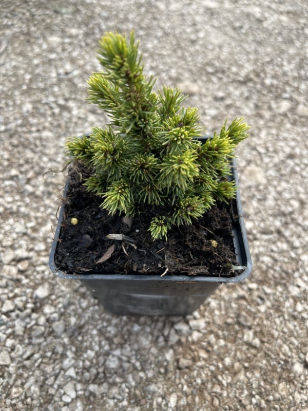 Picea glauca 'Alberta Globe'