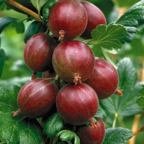 Soiul de struguri "Hinnonmaki Red"