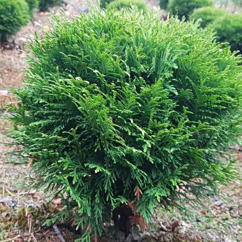 Thuja occidentalis „Danica“