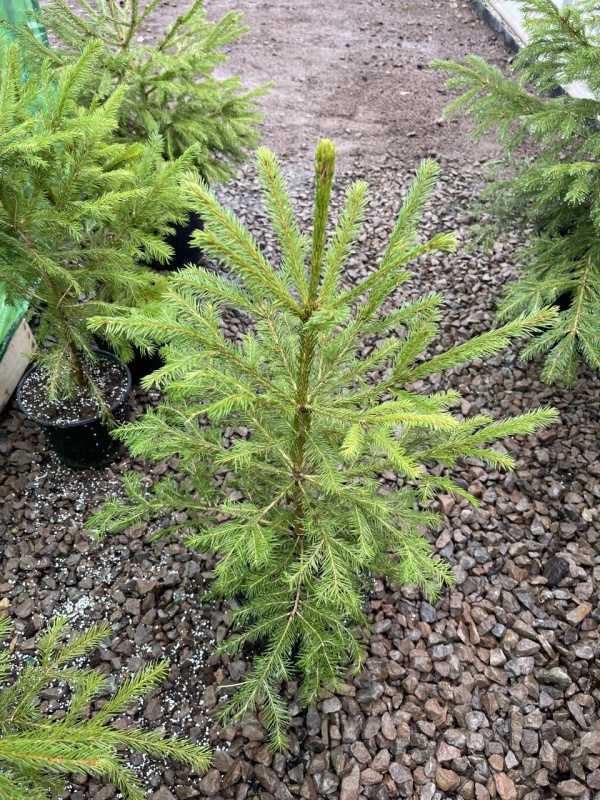 Елха(Picea Abies)