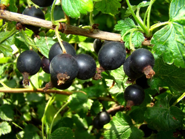 Йостабери (Ribes × nidigrolaria Josta)