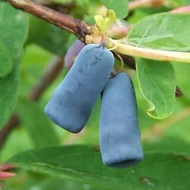Камчатска боровинка сорт "Larisa" (Lonicera caerulea 'Larisa')