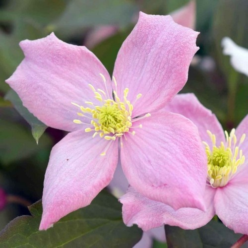 Клематис 'Fragrant Spring'