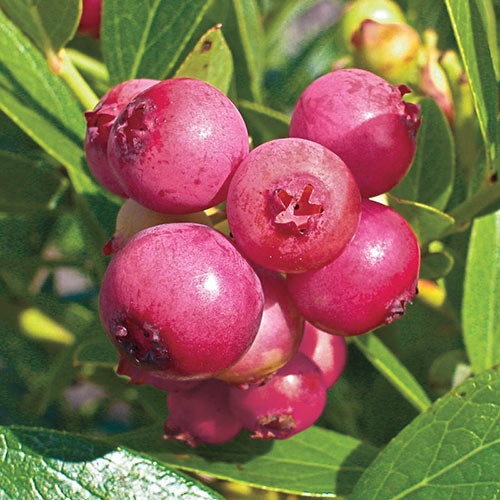 Soiul de afine "Pink Lemonade
