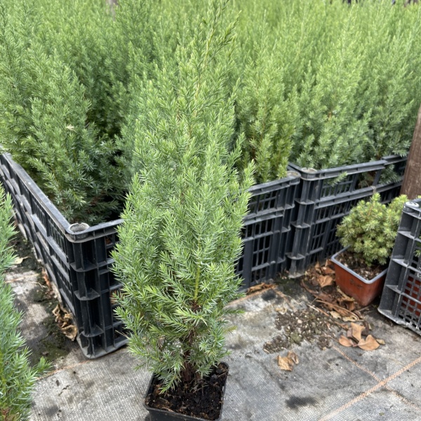 Промо Пакет 3 бр. Юниперус Стрикта(Juniperus chinensis Stricta)