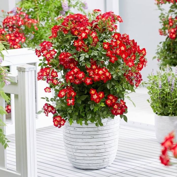 Роза сорт "Everglow Ruby'"