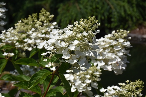 Hydrangea paniculata 'Unique'