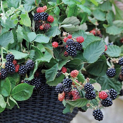 Soiul de mure "Black Cascade