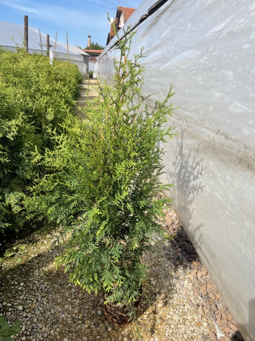 Туя Смарагд