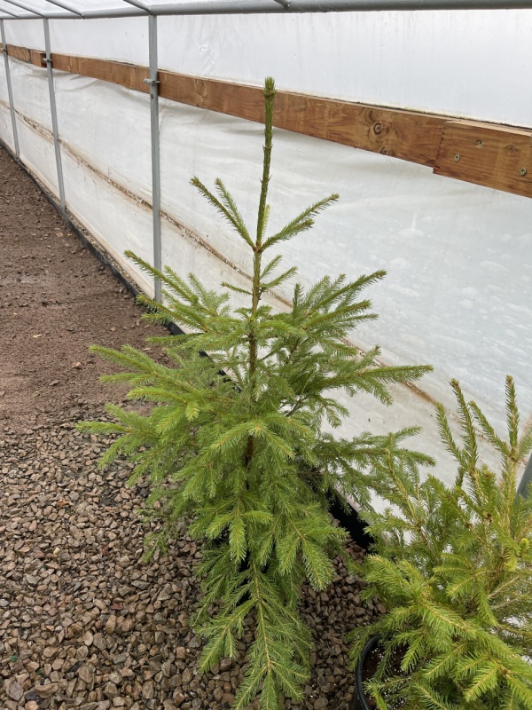 Елха 80 (Picea Abies)