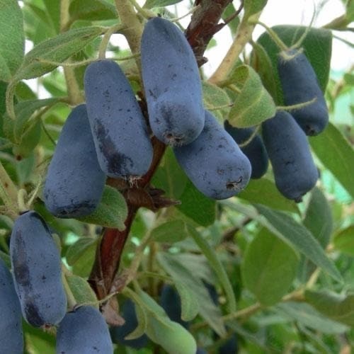 Камчатска боровинка сорт "Blue Forest" (Lonicera caerulea 'Blue Forest')