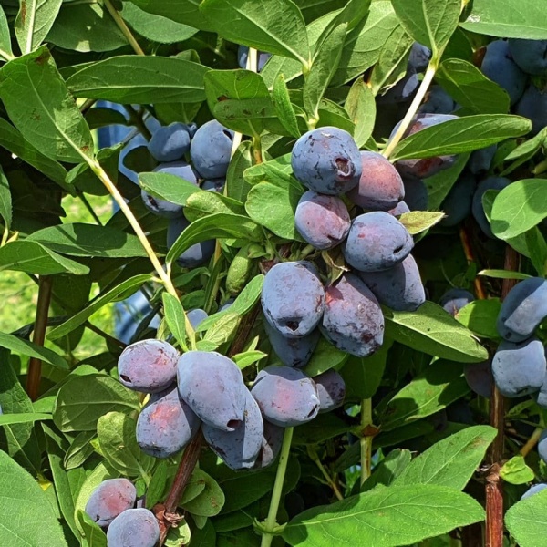 Камчатска боровинка сорт "Blue Treasure"