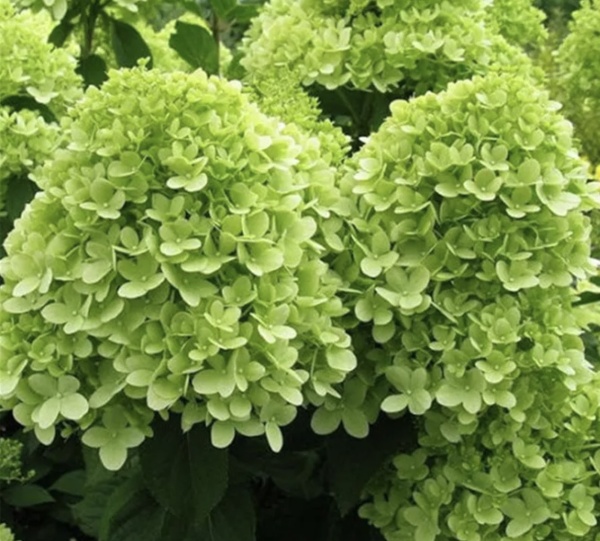 Хортензия "Мохито" (Hydrangea pan. "Mojito"®)
