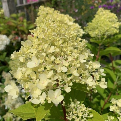 Хортензия paniculata "Pastel Green"