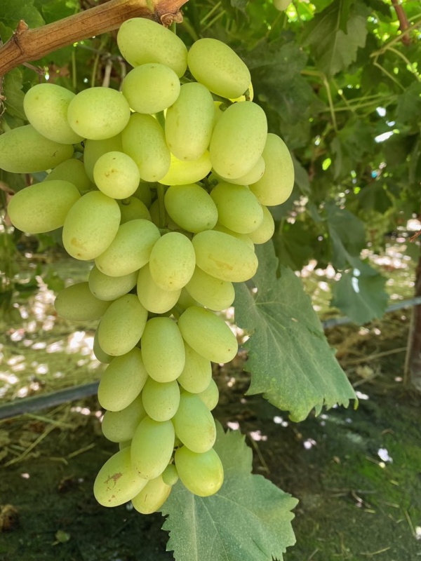 Soi de viță de vie "Pristine"