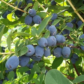 Камчатска боровинка сорт 'Strawberry Sensation"