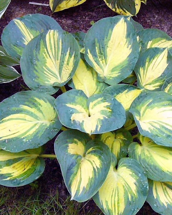 Hosta 'Beach Boy'