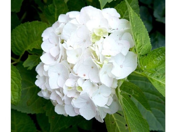 Hydrangea m. 'Ice Boy'®
