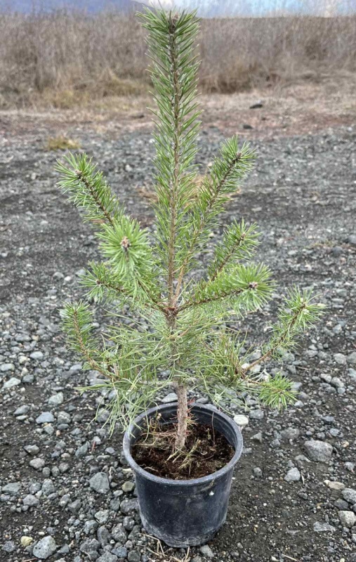 Pinus Nigra (Черен Бор)