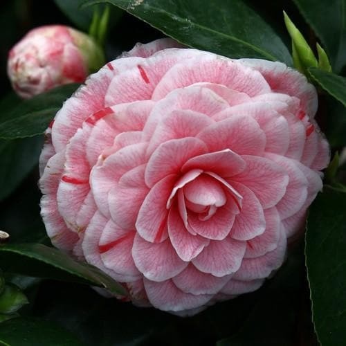 Камелия сорт j. 'Bonomiana'