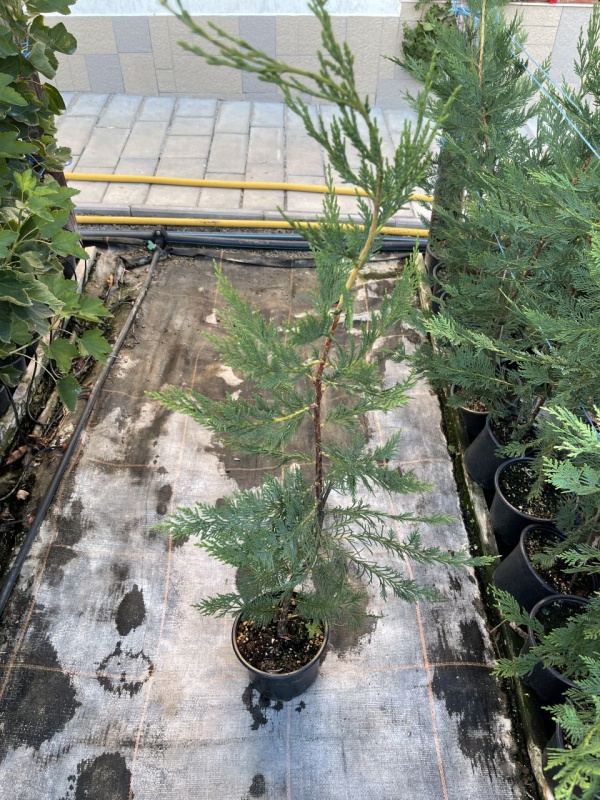 Лейланди(Cuppressocyparis leylandii)