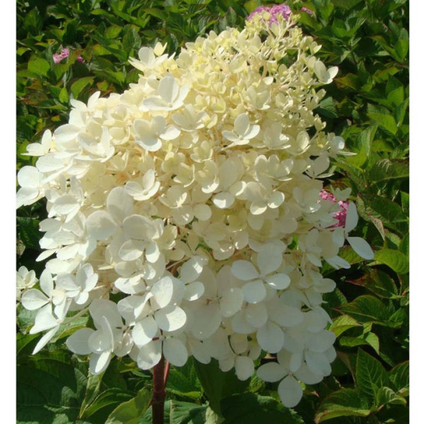 Хортензия paniculata "Phantom"