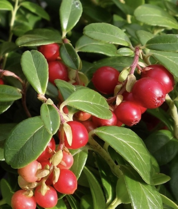 Червена Боровинка "Red Pearl"(Височина 5 см.)