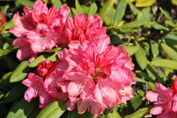 Rhododendron (Y) 'Sneezy'