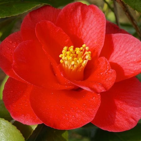 Камелия сорт ret. 'Mary Williams'(50 см.Цветни Пъпки)